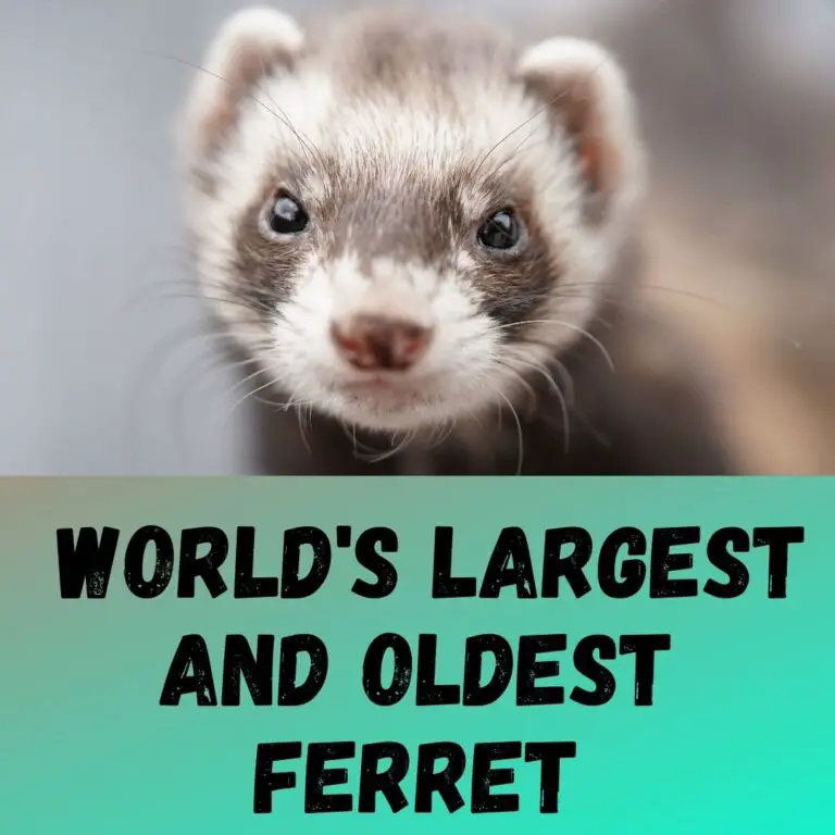 World's Largest and Oldest Ferret