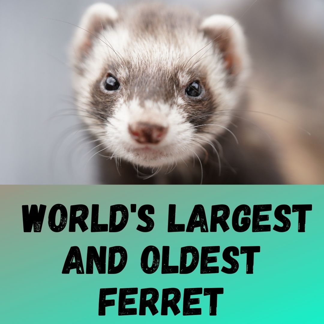 World's Largest and Oldest Ferret