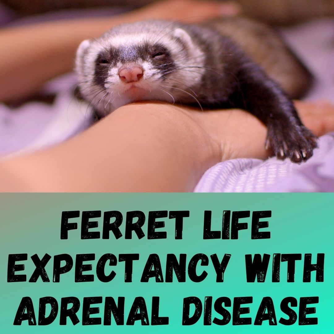 Ferret Adrenal Disease & Life Expectancy: Insights and Management Tips