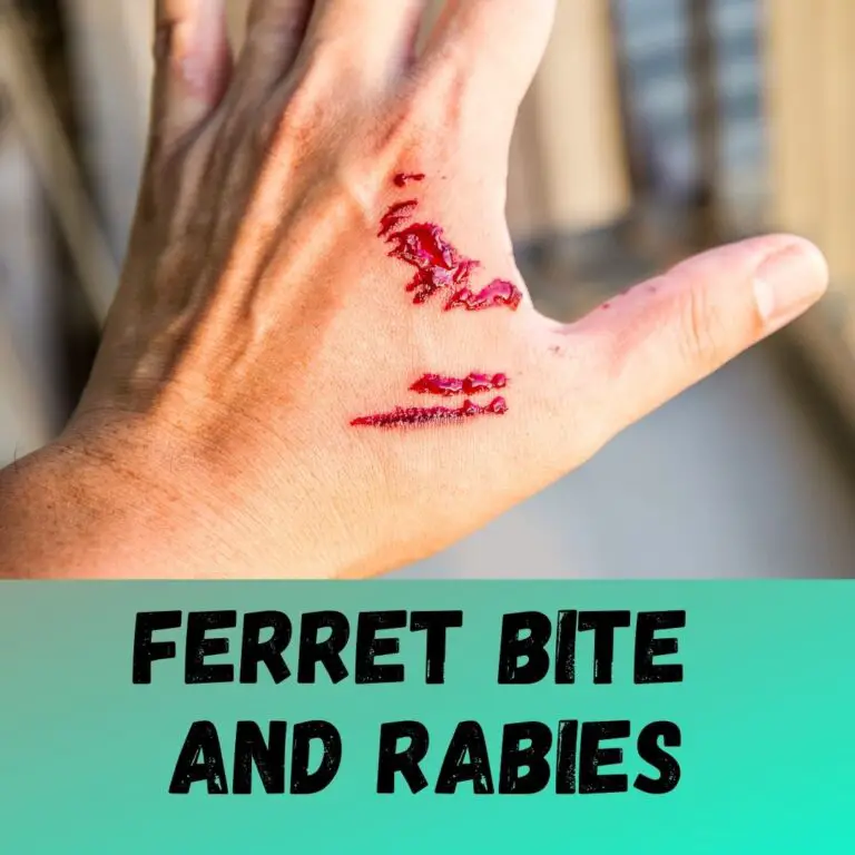 Ferret Bite and Rabies: Tetanus Shot after Ferret Bite?