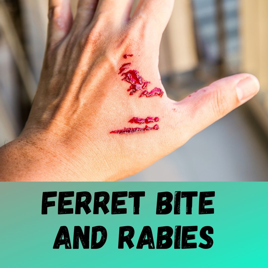 Ferret Bite and Rabies: Tetanus Shot after Ferret Bite?