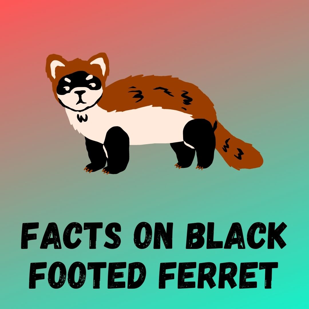 Black Footed Ferret Facts: Conservation Efforts, Reintroduction Programs, and Genetic Diversity