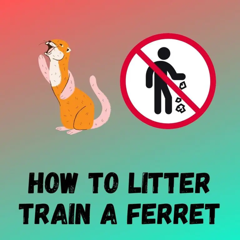 Litter Potty Training for Ferrets