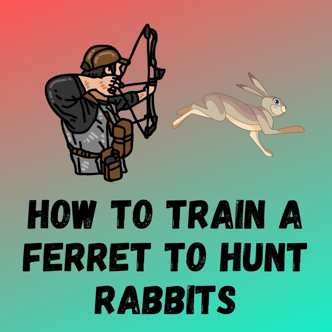 Train Your Ferret to Hunt Rabbits: Expert Tips and Techniques