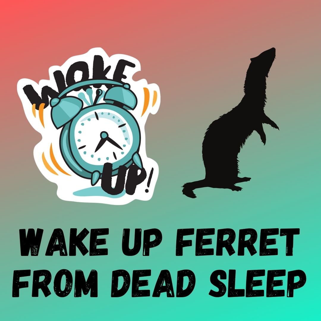 Gentle Methods for Waking Up a Ferret from Deep Sleep