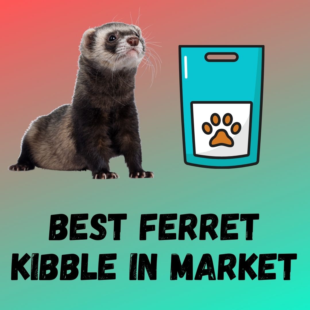 Understanding Ferret Kibble: Evaluating Nutrition and Ingredients