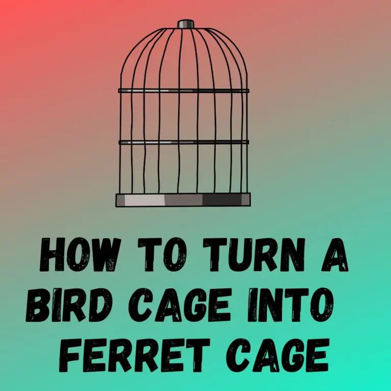 Repurposing Your Bird Cage: A Step-by-Step Guide to Creating a Ferret Haven