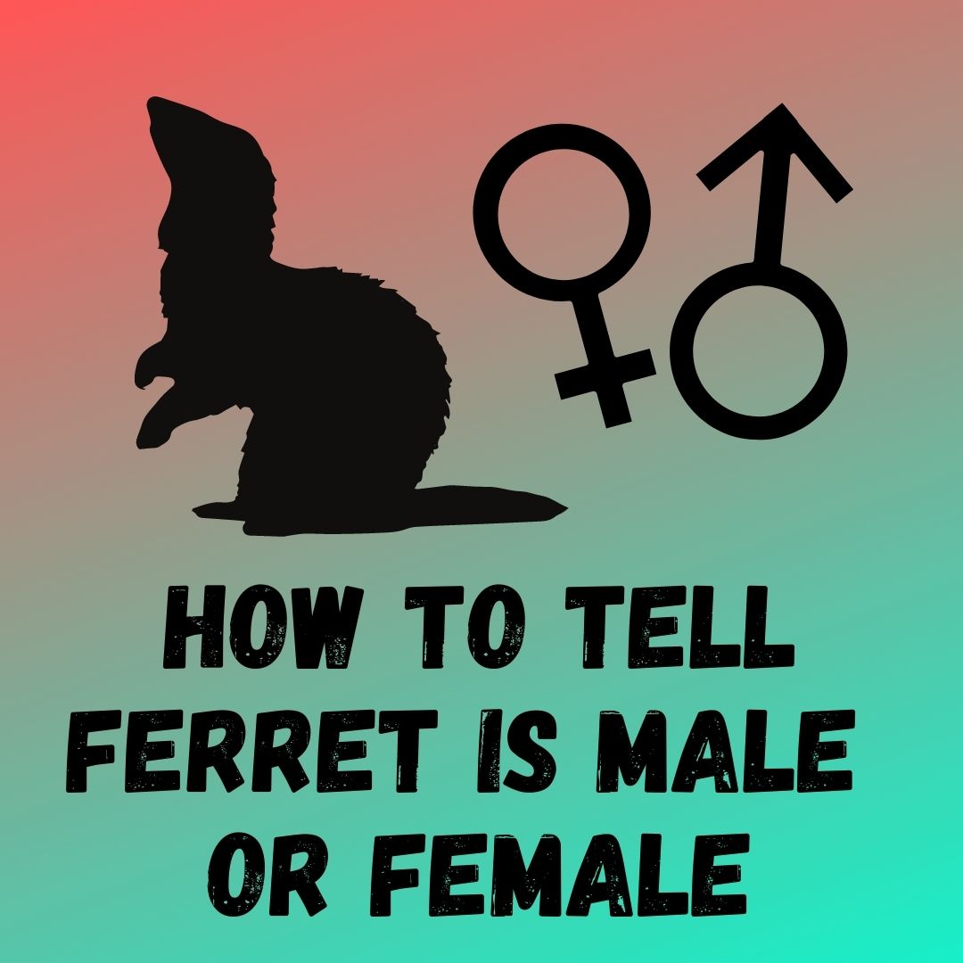 Male and Female Ferrets: Essential Care Tips for a Happy & Healthy Life