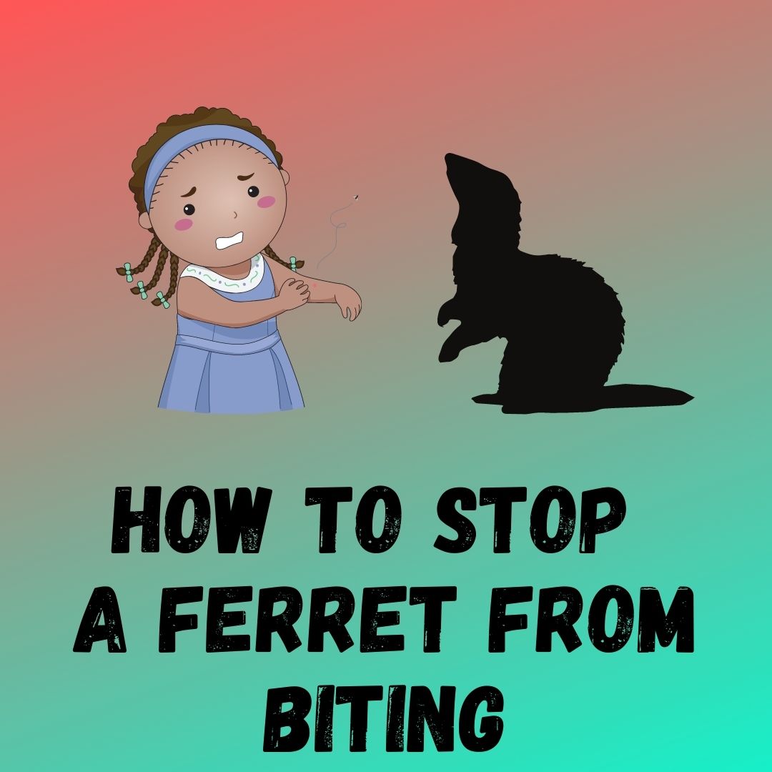 Effective Ways to Stop Ferret Biting Behavior