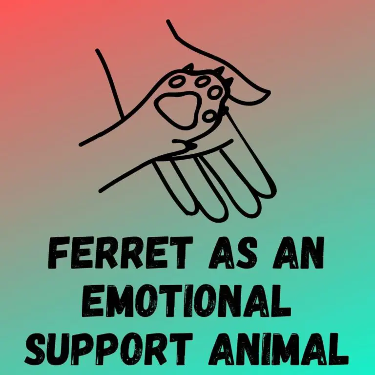 Ferrets as Emotional Support Animals: Joy, Laughter, and Unconditional Love