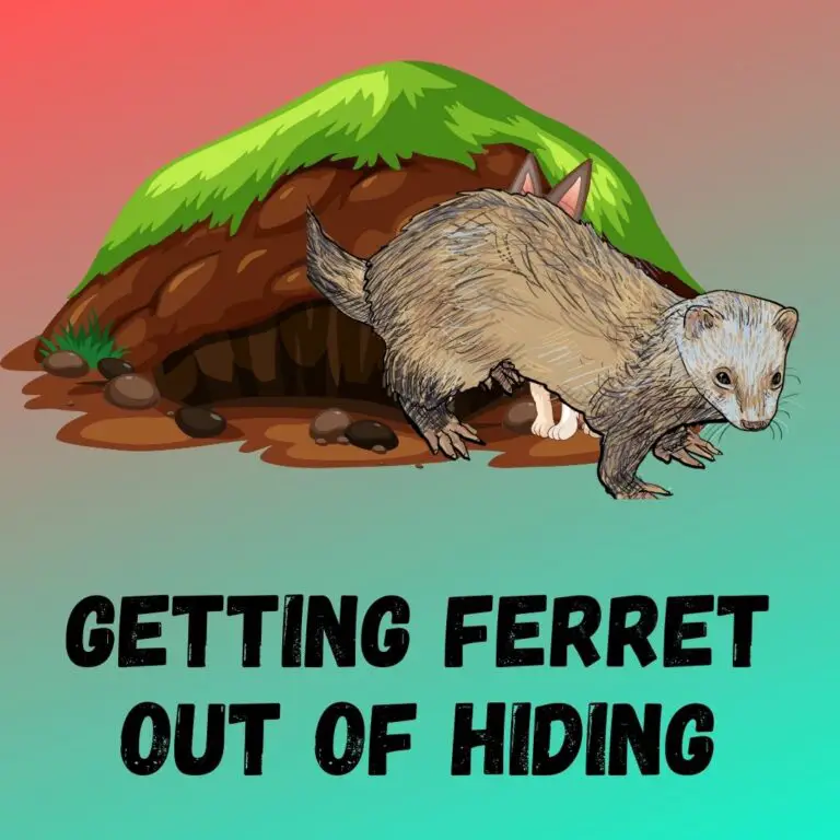Ferret Hiding Behavior: Exploring Their Favorite Hideouts