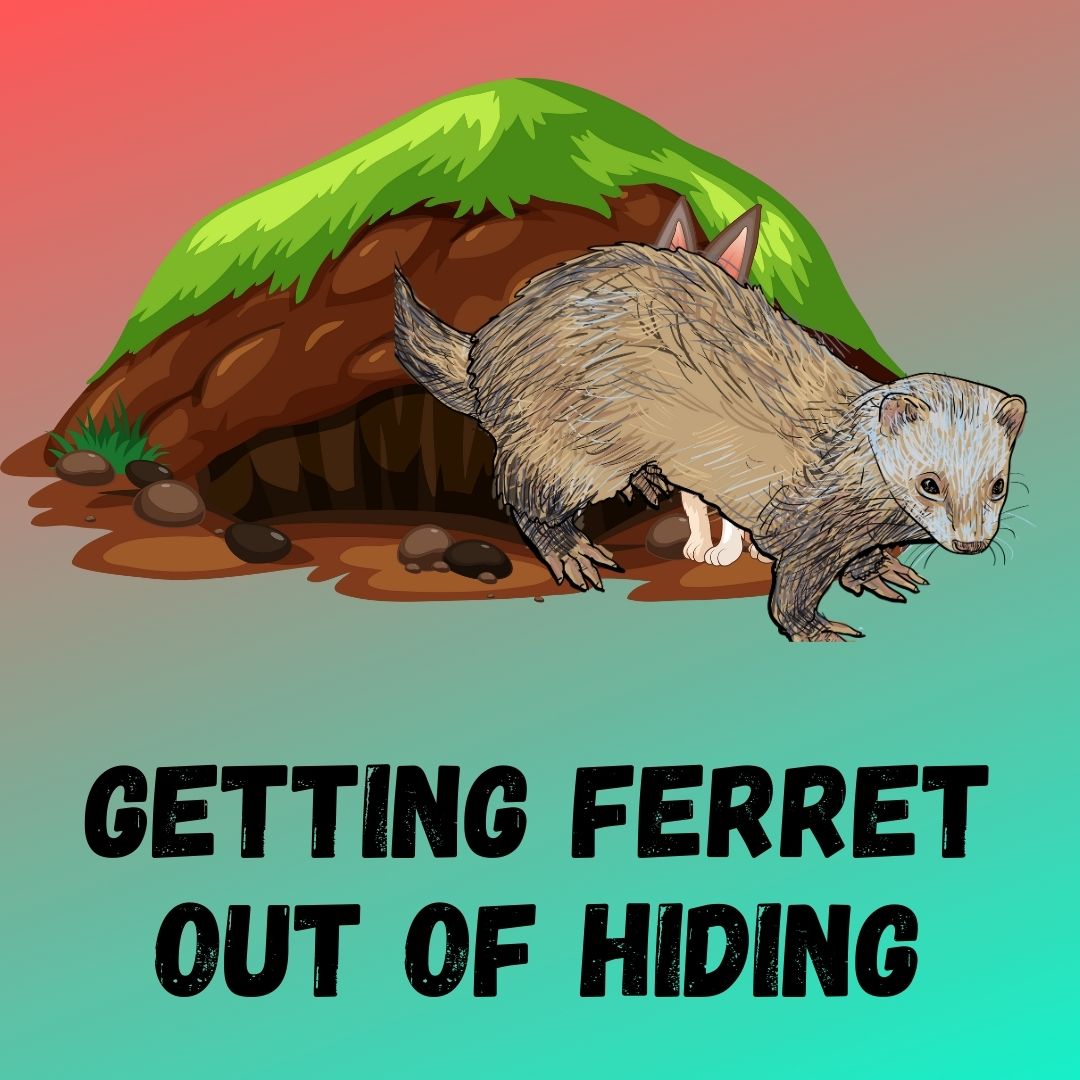 Ferret Hiding Behavior: Exploring Their Favorite Hideouts