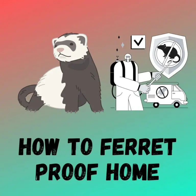 Ferret-Proofing