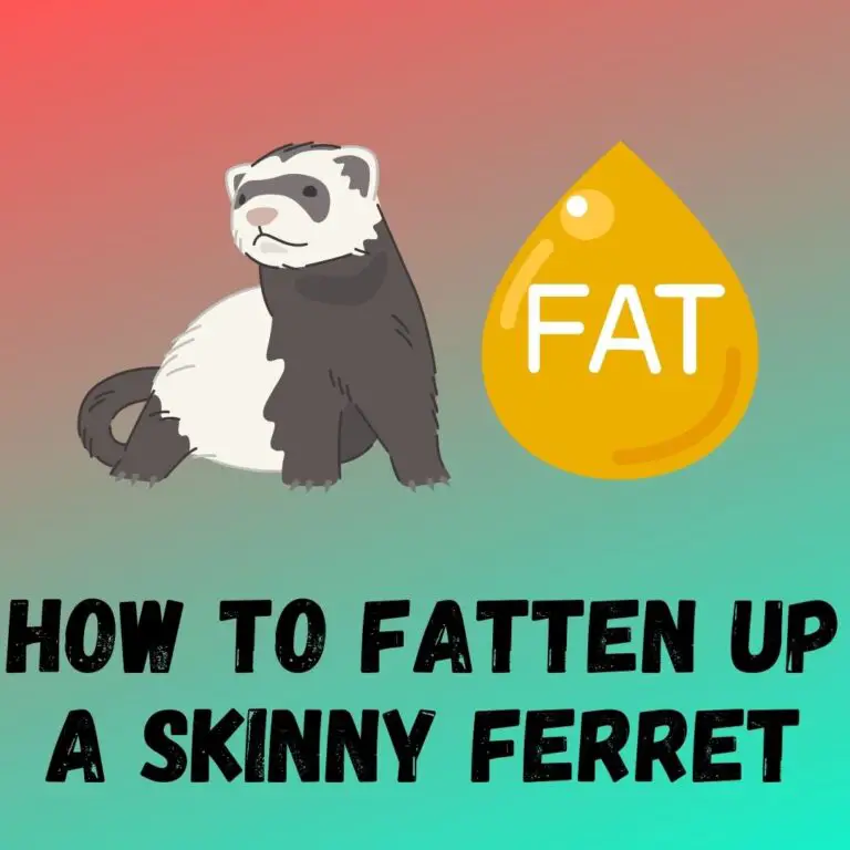 Fattening up a Skinny Ferret: Tips for Bulking Up an Underweight Ferret
