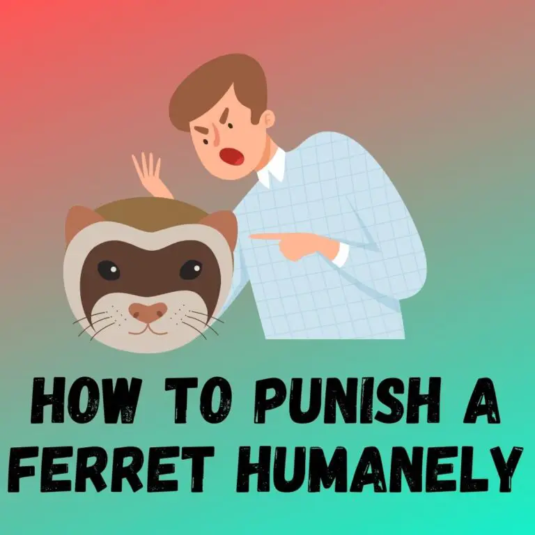 Effective and Humane Ferret Discipline and Punishment Methods