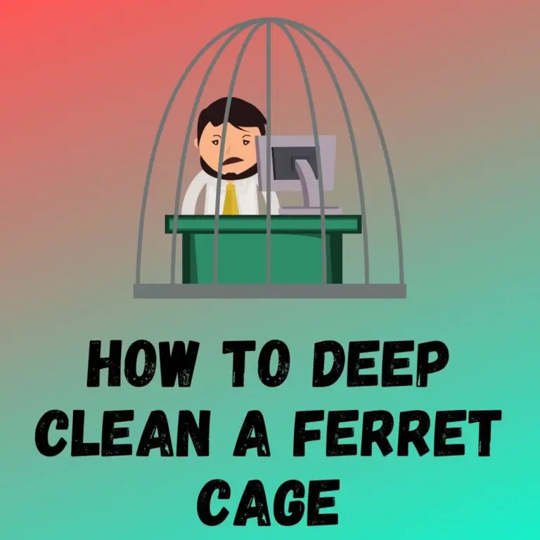 Ultimate Guide: How to Deep Clean a Ferret Cage for a Happy and Healthy Ferret