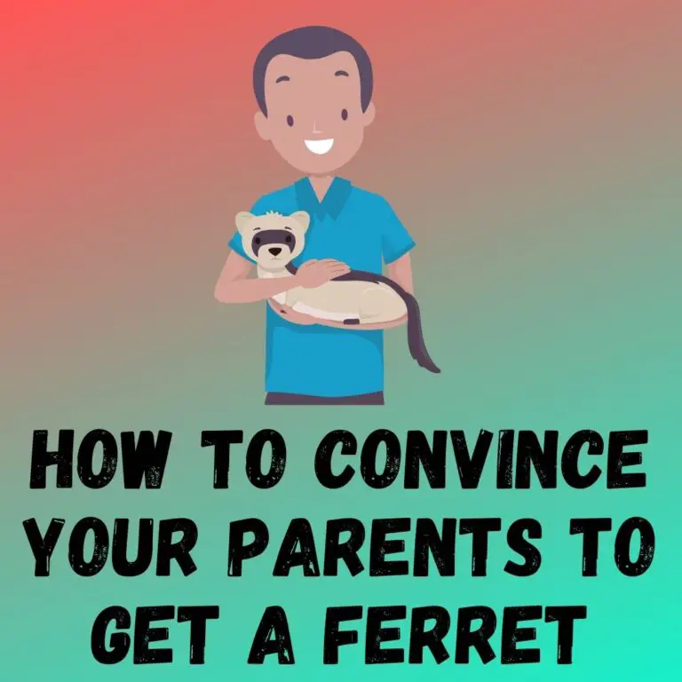 Tips for Convincing Your Parents to Get a Ferret - A Guide