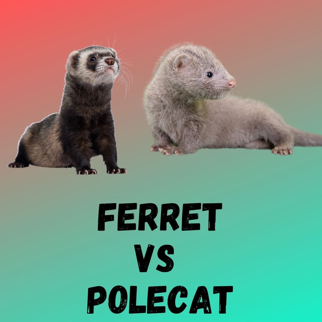 Ferret vs Polecat