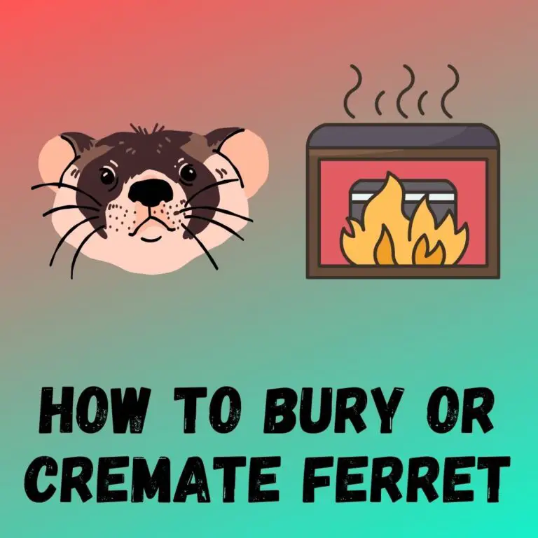 Proper Farewell: Step-by-Step Guide to Burying a Ferret & Honoring Memories