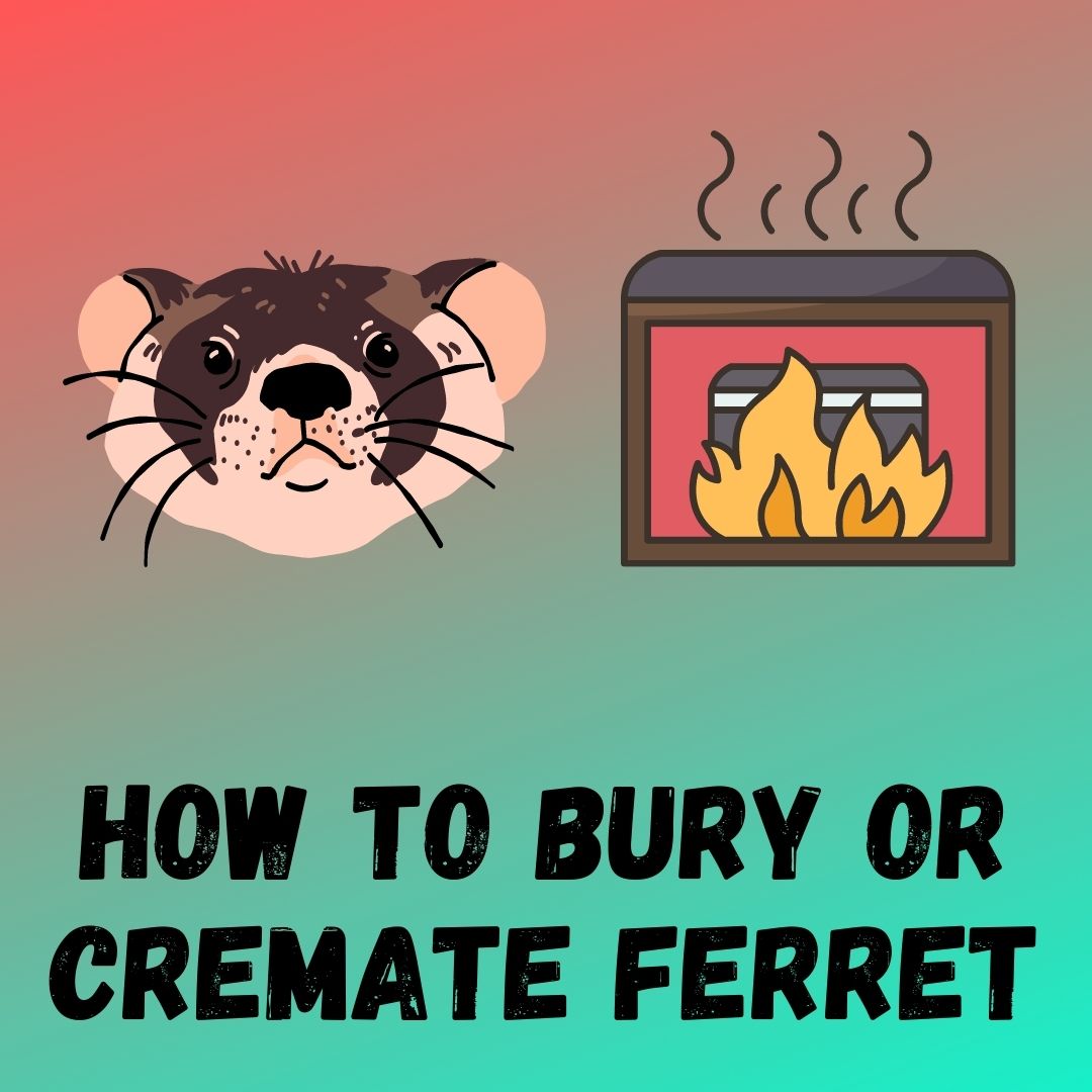 Proper Farewell: Step-by-Step Guide to Burying a Ferret & Honoring Memories