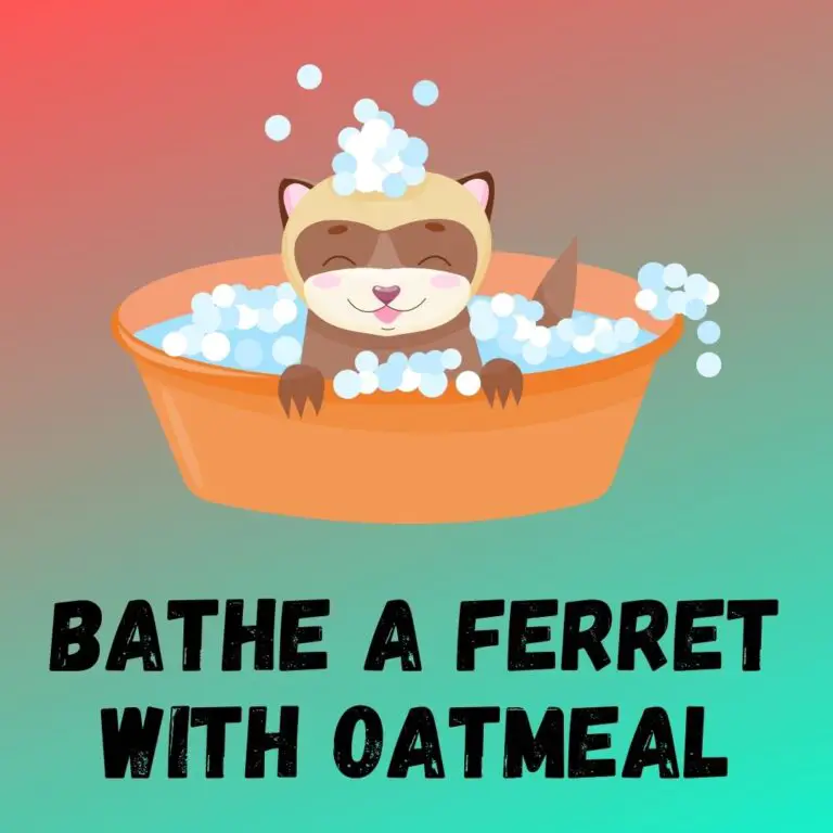 Step-by-Step Guide: Bathing a Ferret with Oatmeal for Soothing Skin Relief