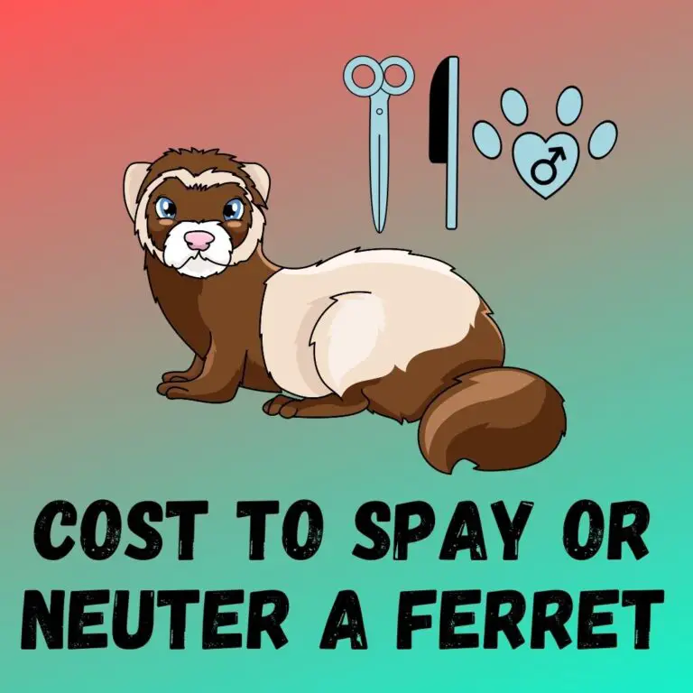 How Much Does It Cost To Spay Or Neuter A Ferret