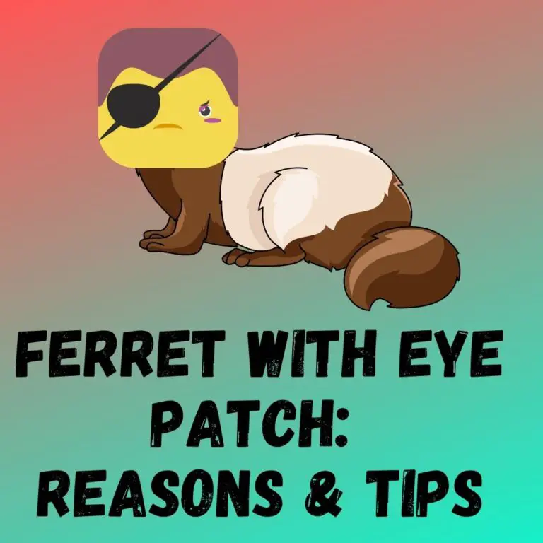 Ferret with Eye Patch: Understanding the Reasons and Essential Care Tips