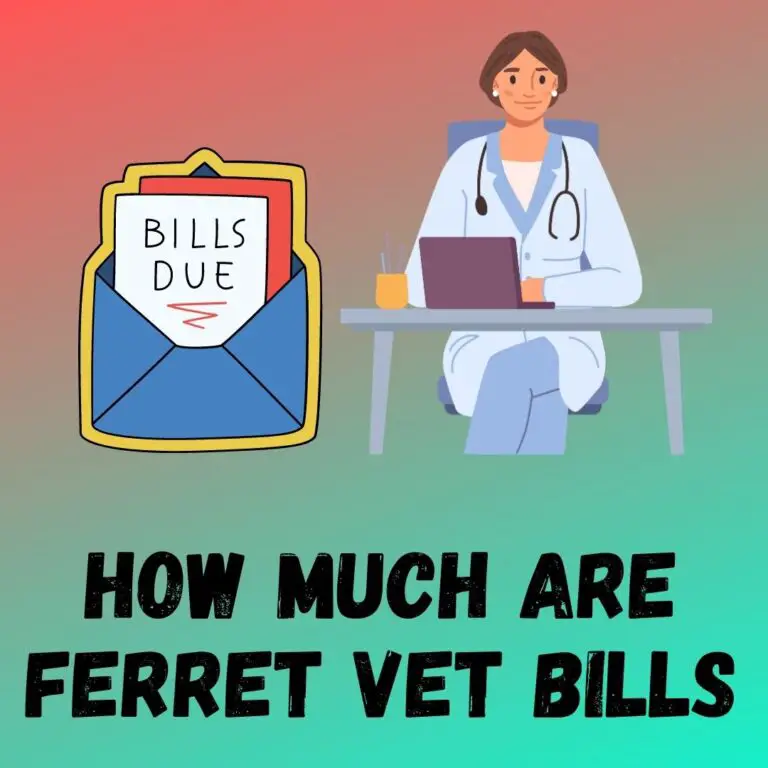 The Cost of Vet Bills for Ferrets: What to Expect