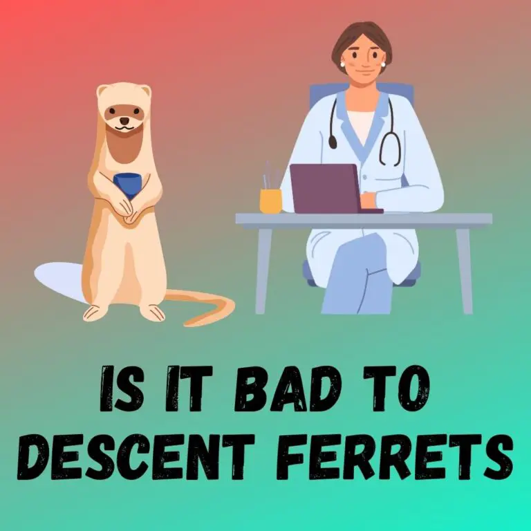 Descenting Ferrets: Pros, Cons, and Expert Opinions on Odor Control