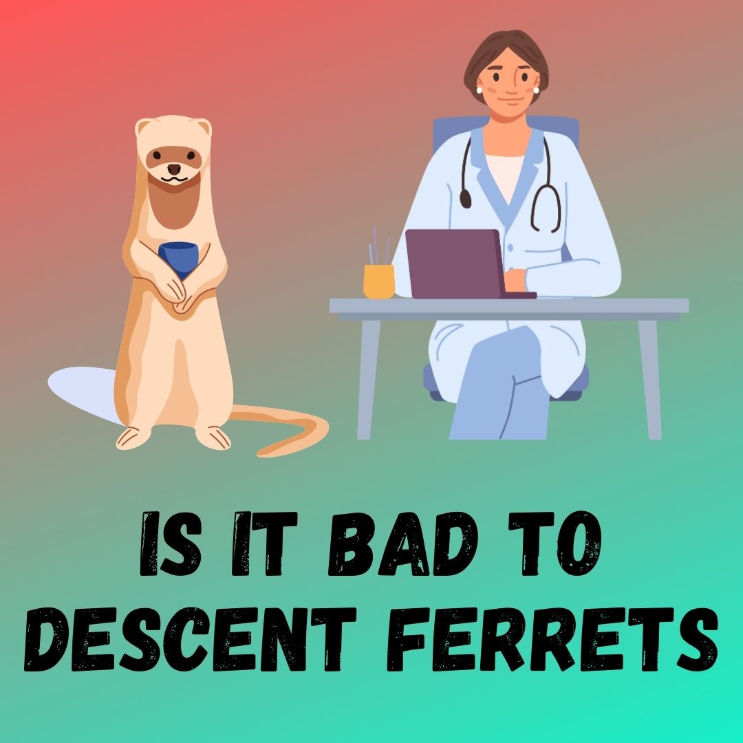 Descenting Ferrets: Pros, Cons, and Expert Opinions on Odor Control