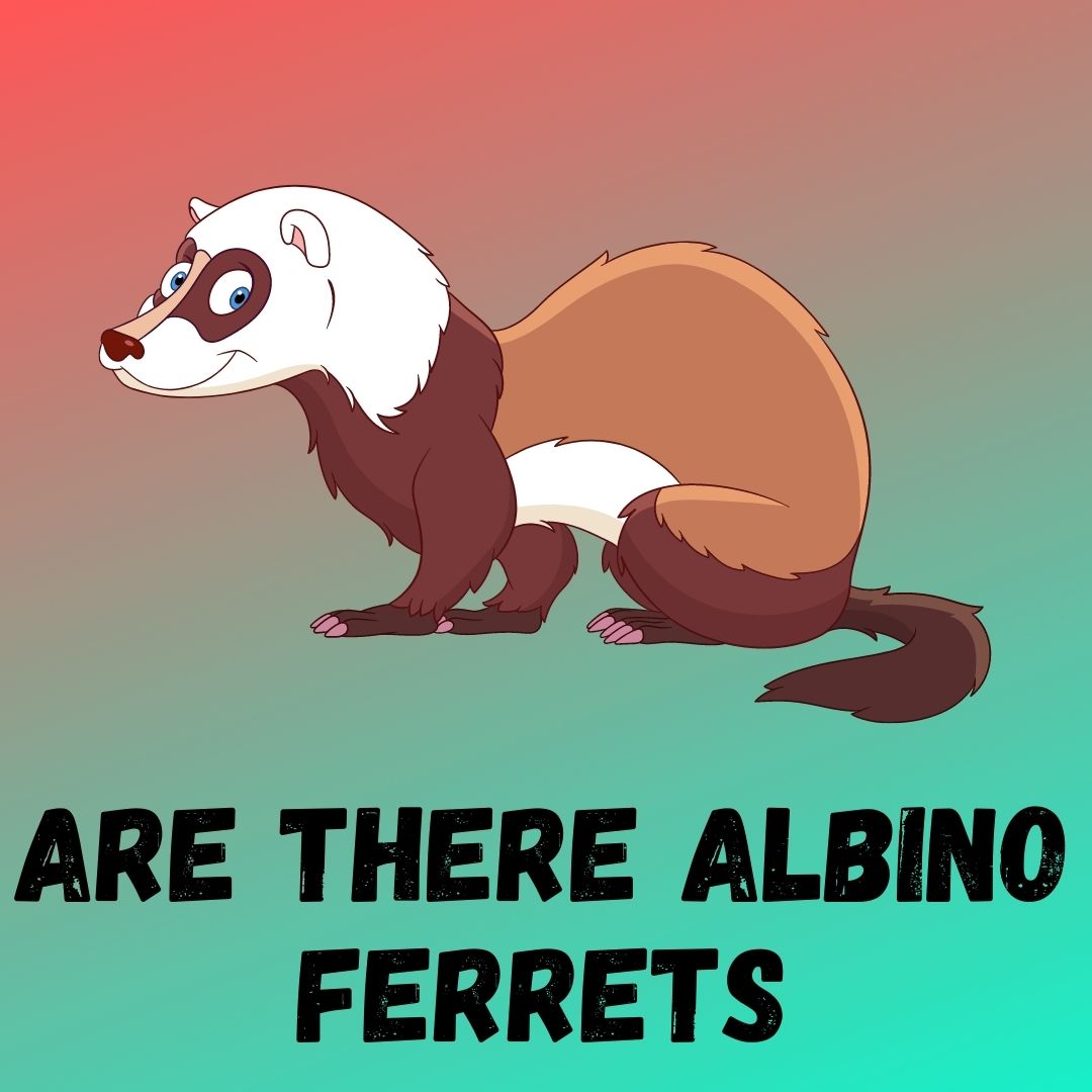 Albino Ferrets: Understanding their Existence, Unique Features, and Health Considerations