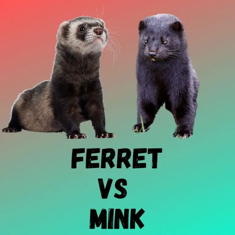 Ferret vs Mink
