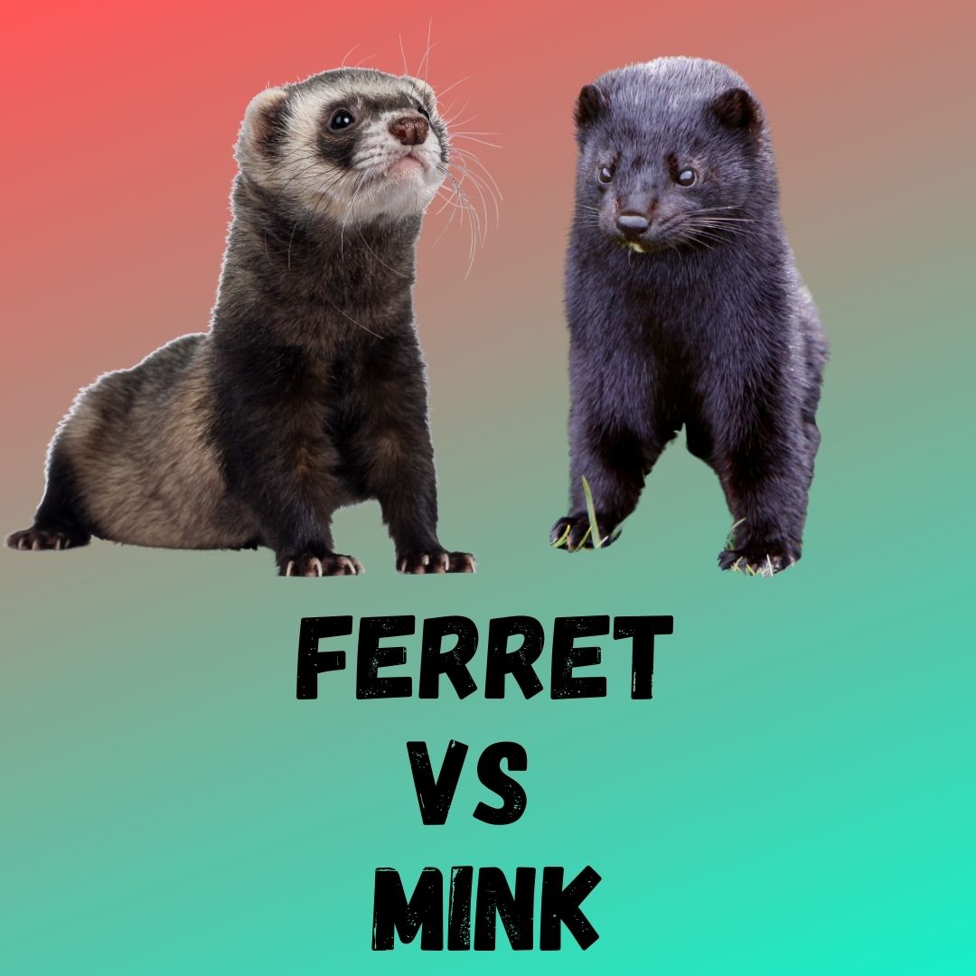Ferret vs Mink