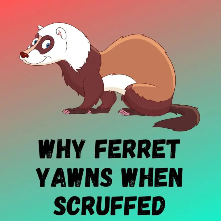 9 Reasons Why Ferrets Yawn When Scruffed: Is Scuffing Harmful?