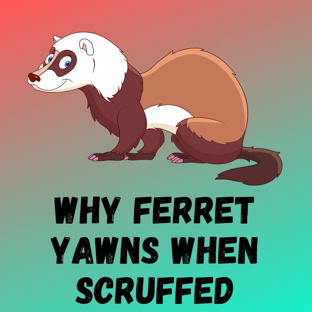 9 Reasons Why Ferrets Yawn When Scruffed: Is Scuffing Harmful?