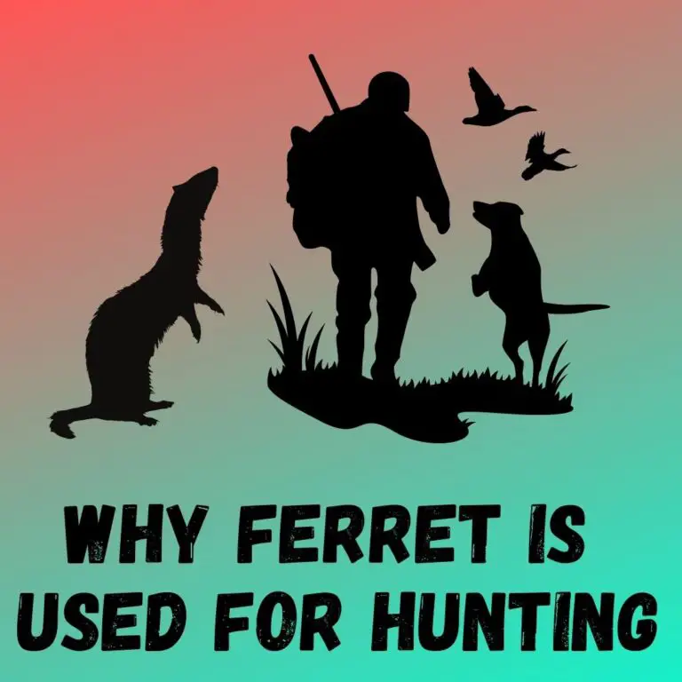 Ferreting: Role of Ferrets in History: From Hunting Companions to Royal Pets