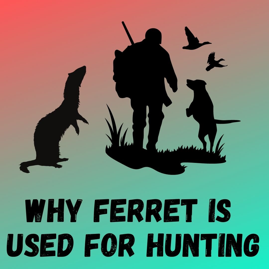 Ferreting: Role of Ferrets in History: From Hunting Companions to Royal Pets