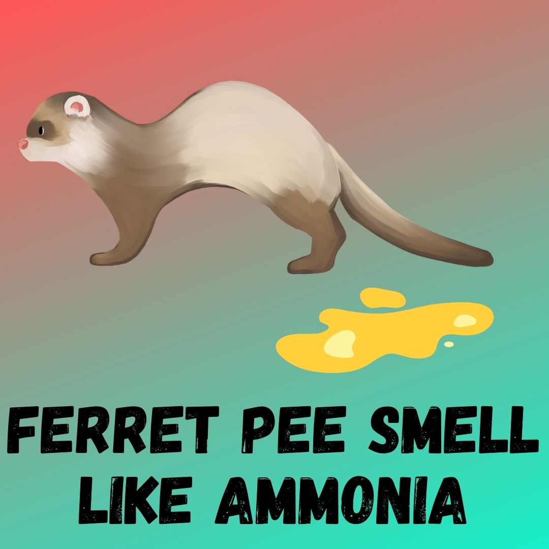 Ferret Urine Smells Like Ammonia: 5 Reasons Why Ferret Pee Smell Foul