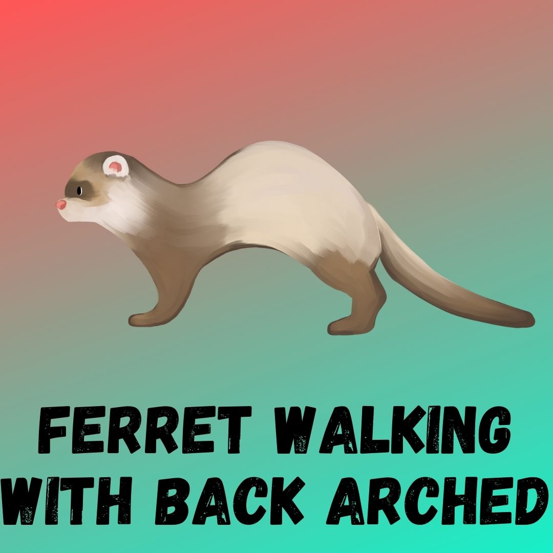 Ferret Walking with Arched Back: Causes, Behaviors, and Care Tips