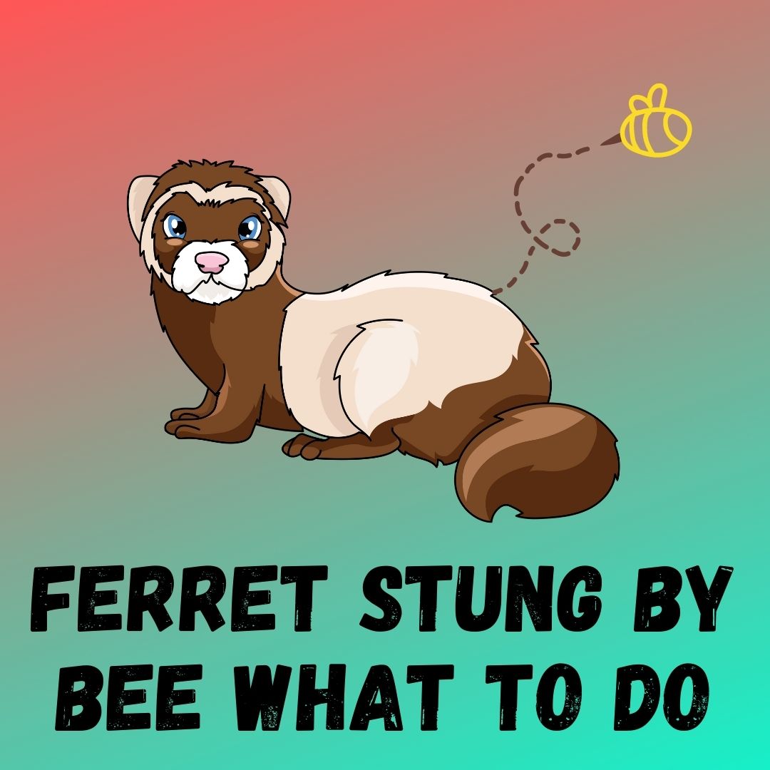 What to Do if Your Ferret Gets Stung by a Bee: Immediate First Aid and Prevention Tips