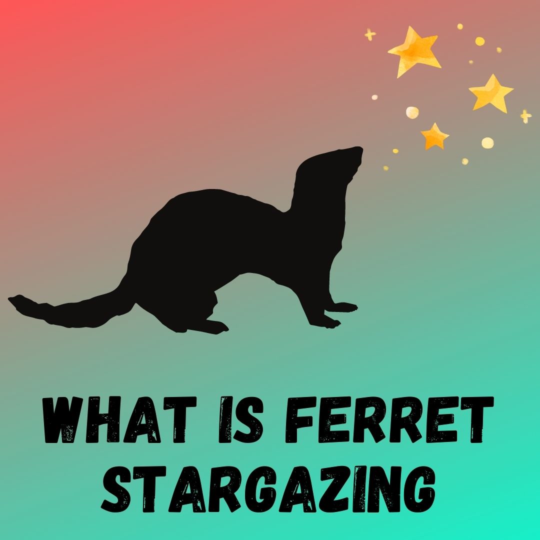 Unraveling the Mystery of Ferret Stargazing: Exploring Why Ferrets Stare into Space