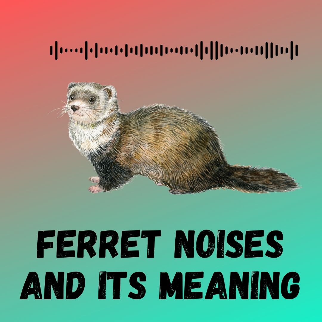 Understanding Ferret Noises: Decoding Their Meanings for Better Communication