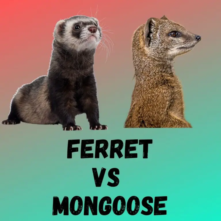 Ferret vs Mongoose: Unveiling the Unique Hunting Strategies and Abilities