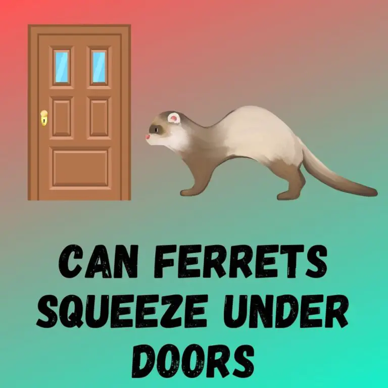 Safely Walking Your Ferret Outdoors: A Step-by-Step Guide
