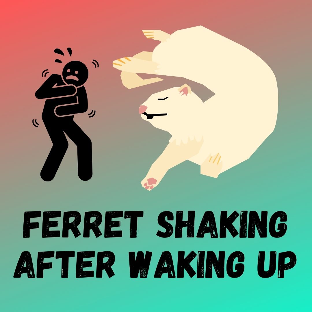 Understanding and Addressing Ferret Shaking After Waking Up