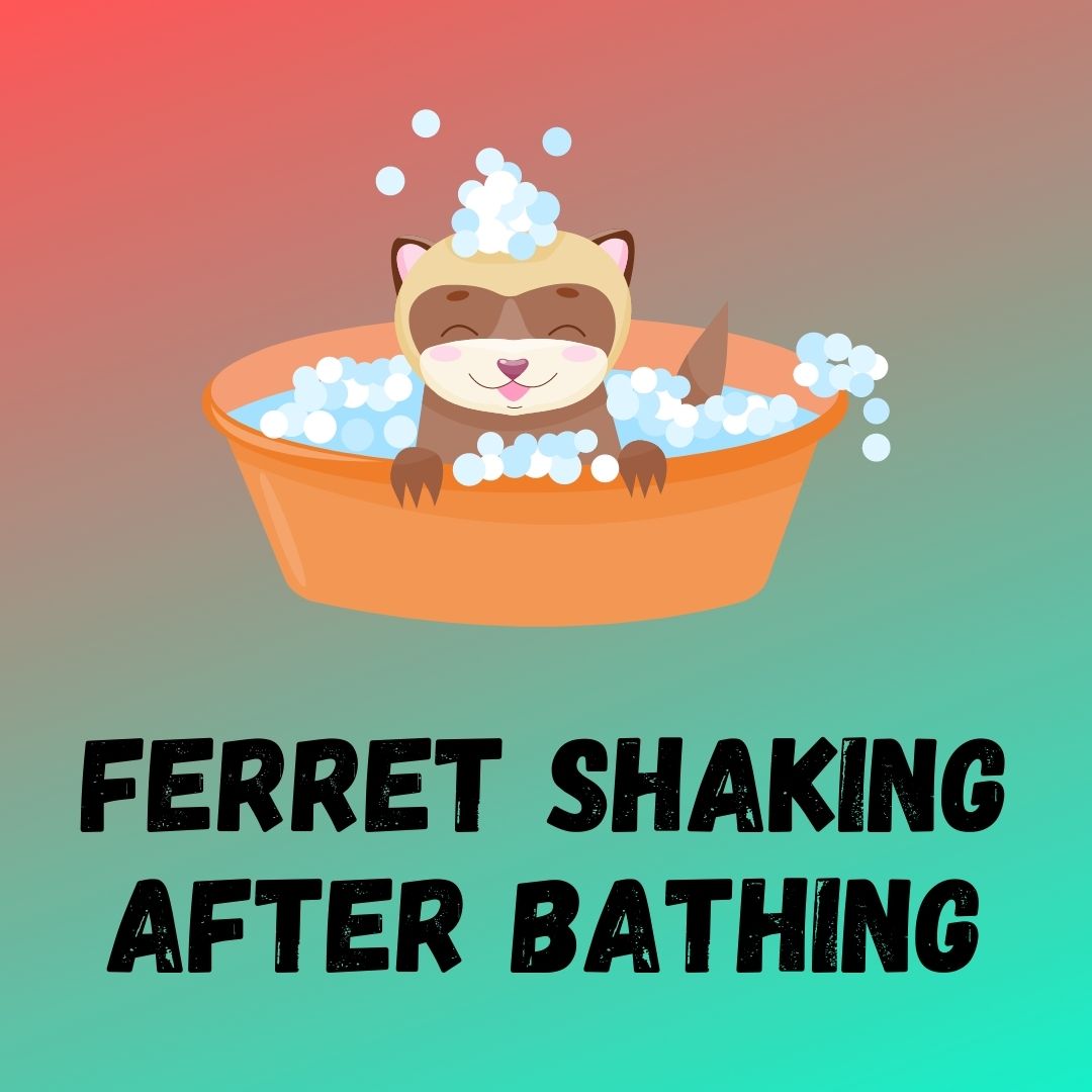 My Ferret Is Shaking: 5 Reasons & What To Do