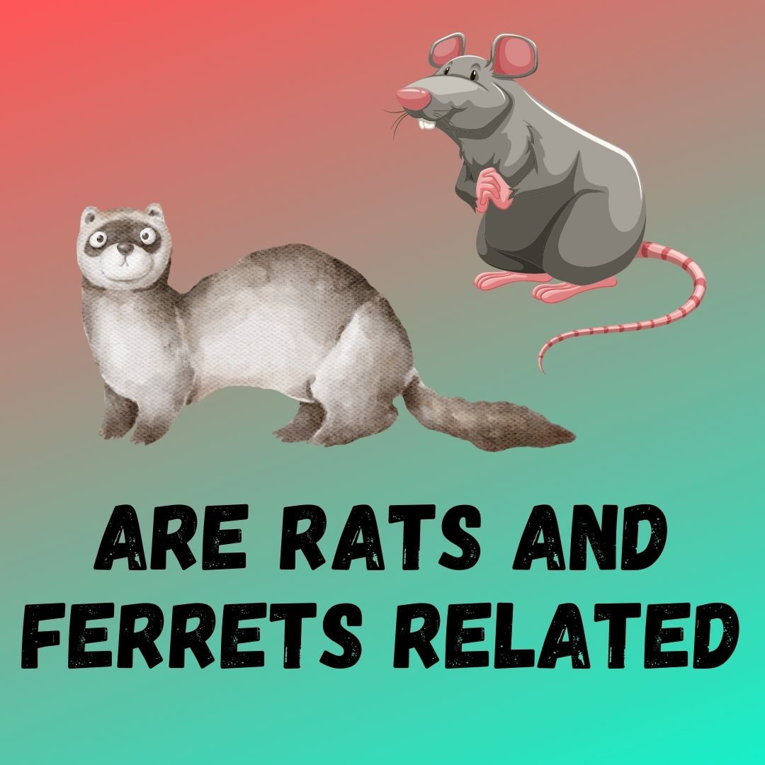 Exploring the Connection Between Rats and Ferrets: Do Ferrets Attract Rats?