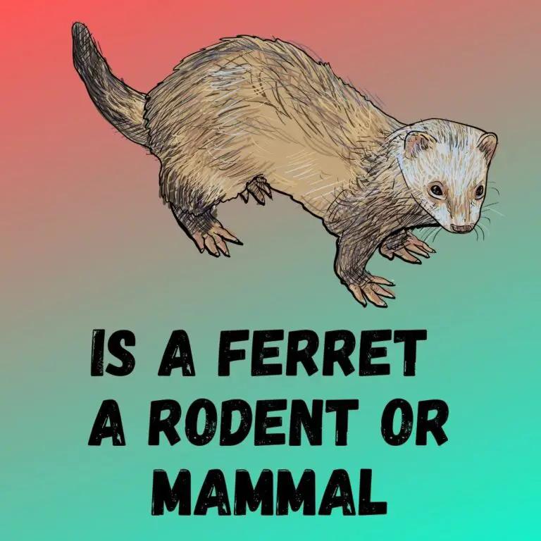 Understanding the Classification of Ferrets: Rodent or Mammal?