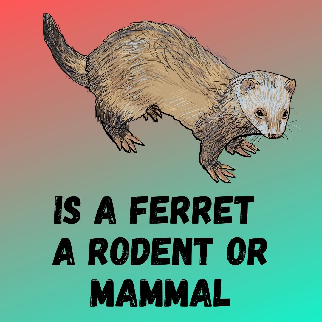 Understanding the Classification of Ferrets: Rodent or Mammal?