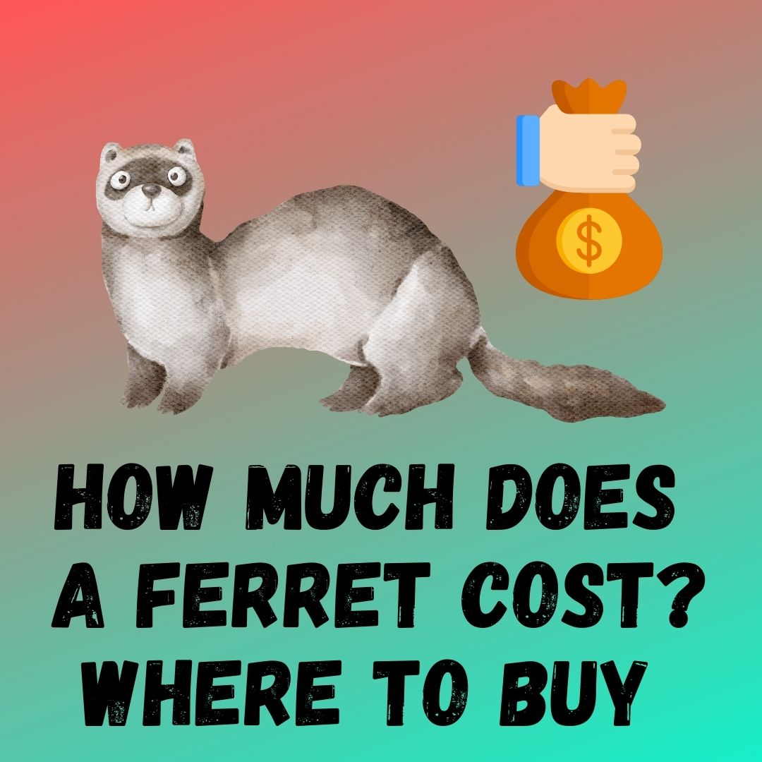 Guide to Ferret Costs & Where to Buy - Tips for Finding the Best Ferret Seller